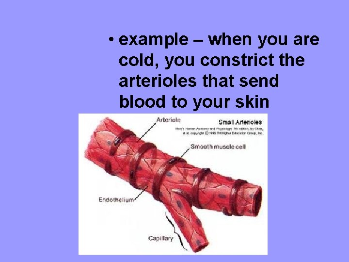  • example – when you are cold, you constrict the arterioles that send