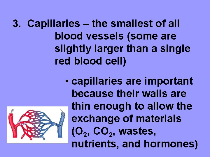 3. Capillaries – the smallest of all blood vessels (some are slightly larger than