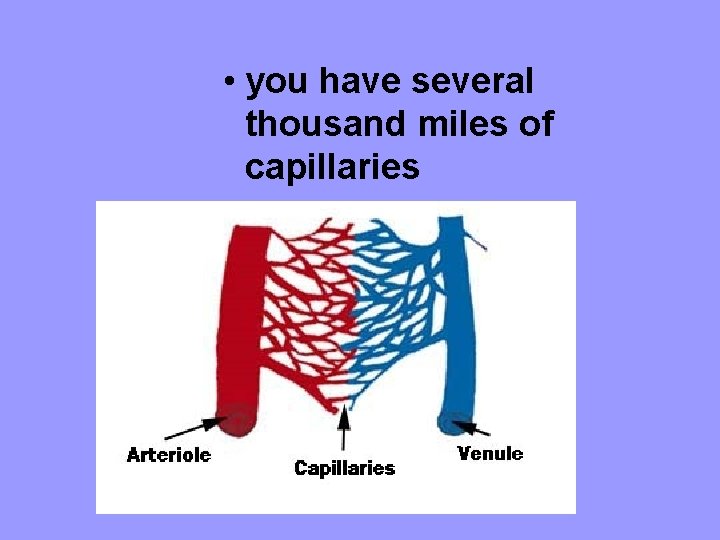  • you have several thousand miles of capillaries 