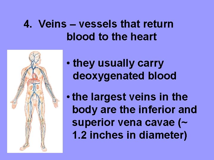 4. Veins – vessels that return blood to the heart • they usually carry