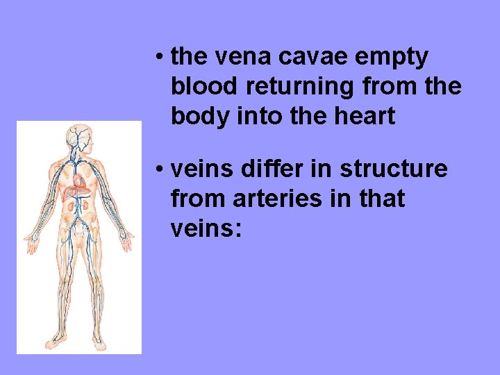  • the vena cavae empty blood returning from the body into the heart