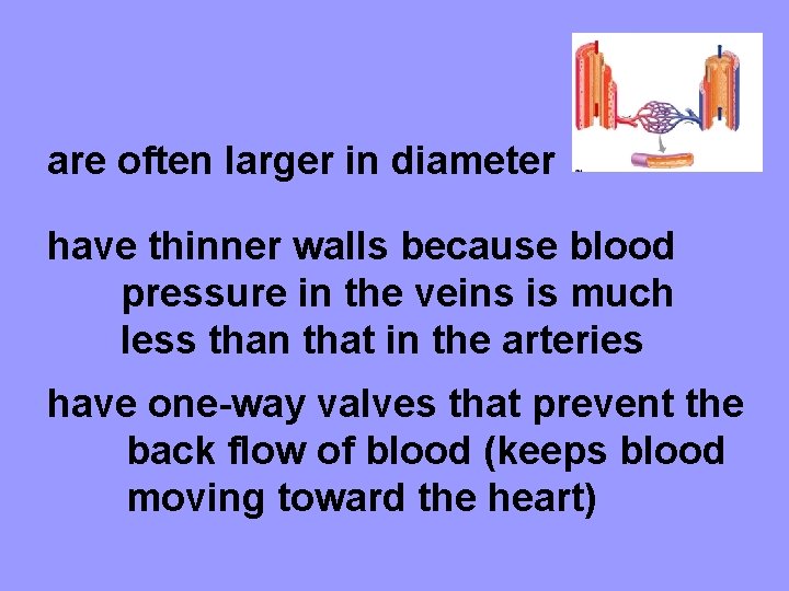 are often larger in diameter have thinner walls because blood pressure in the veins