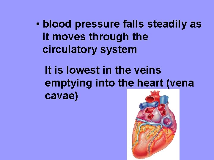  • blood pressure falls steadily as it moves through the circulatory system It