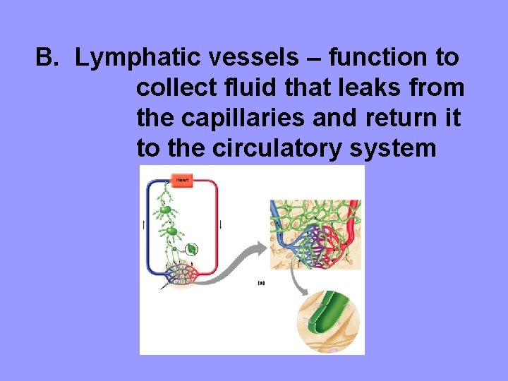 B. Lymphatic vessels – function to collect fluid that leaks from the capillaries and