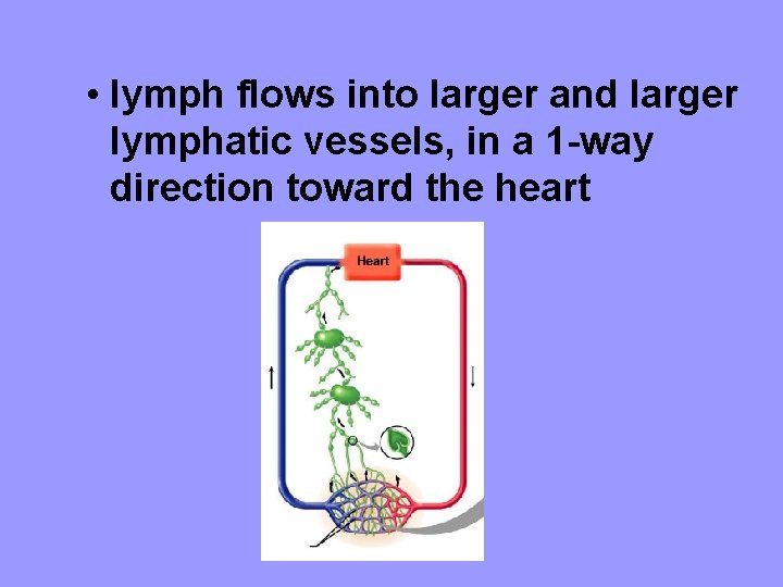  • lymph flows into larger and larger lymphatic vessels, in a 1 -way