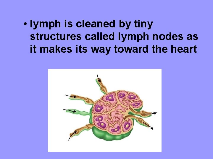  • lymph is cleaned by tiny structures called lymph nodes as it makes