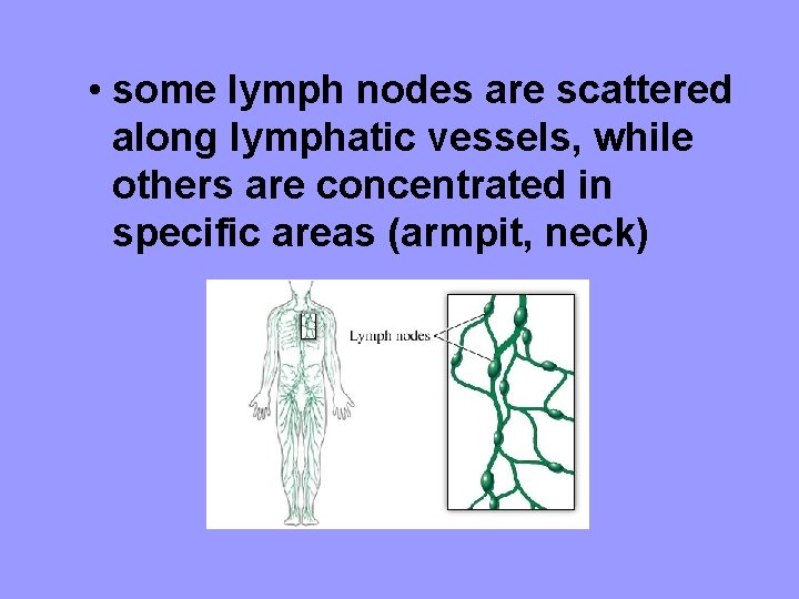  • some lymph nodes are scattered along lymphatic vessels, while others are concentrated