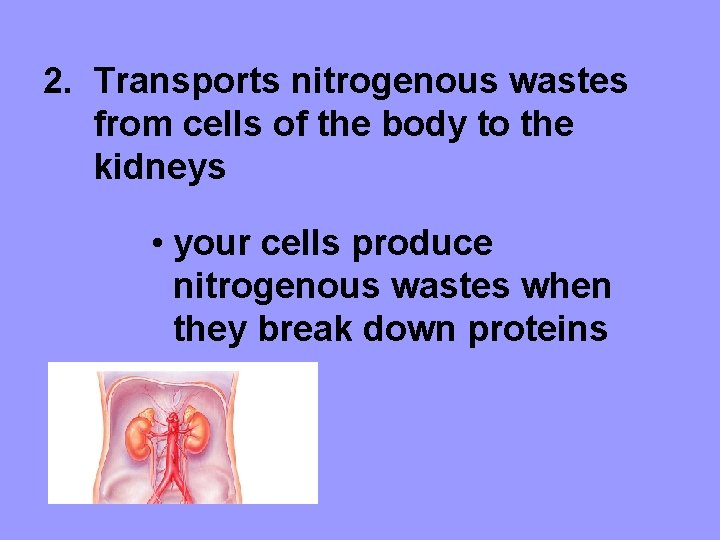 2. Transports nitrogenous wastes from cells of the body to the kidneys • your
