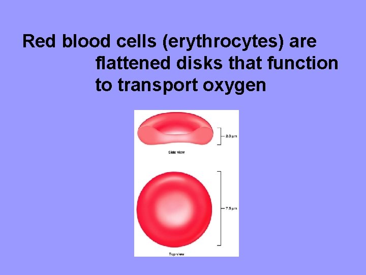 Red blood cells (erythrocytes) are flattened disks that function to transport oxygen 