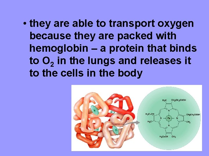  • they are able to transport oxygen because they are packed with hemoglobin
