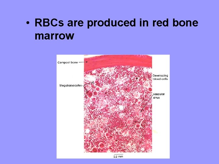  • RBCs are produced in red bone marrow 