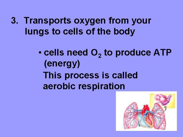 3. Transports oxygen from your lungs to cells of the body • cells need