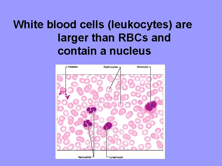 White blood cells (leukocytes) are larger than RBCs and contain a nucleus 