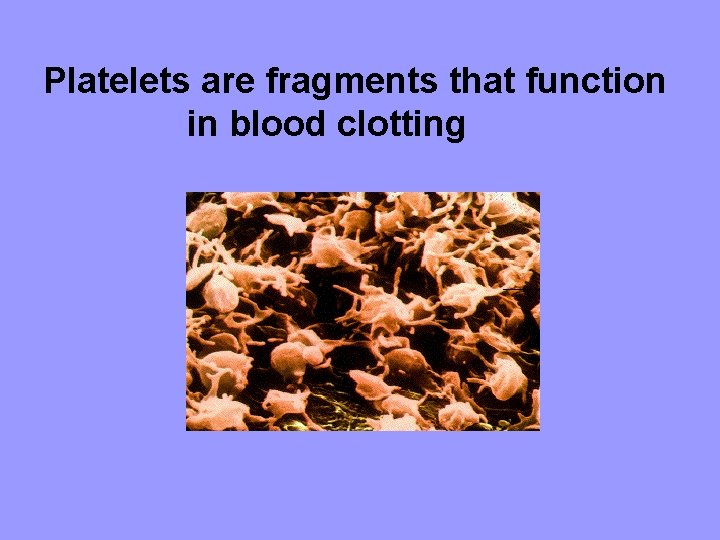Platelets are fragments that function in blood clotting 