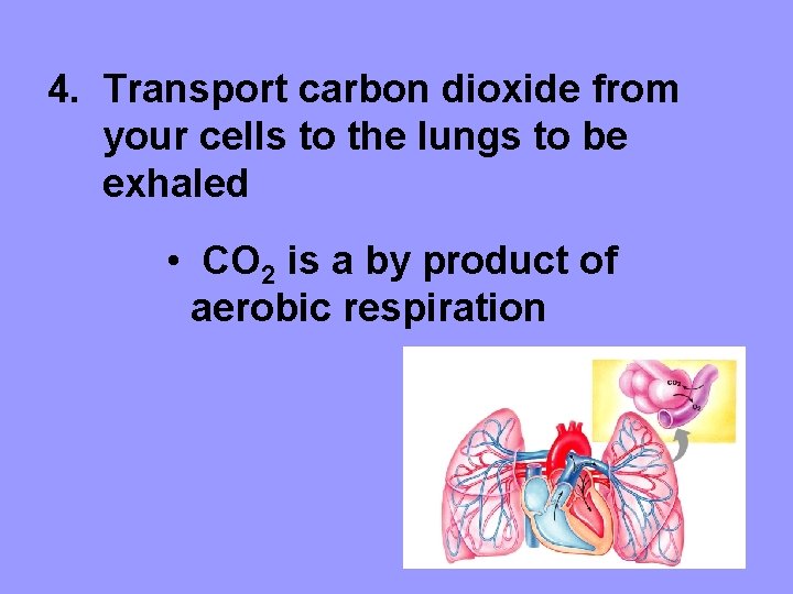 4. Transport carbon dioxide from your cells to the lungs to be exhaled •