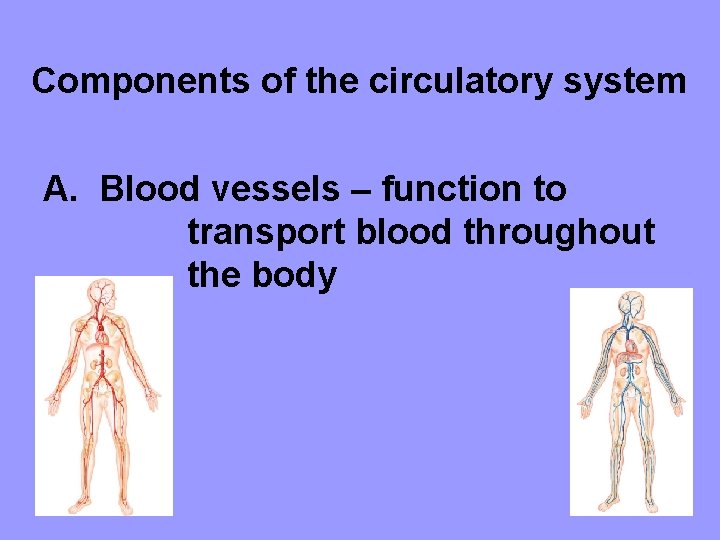 Components of the circulatory system A. Blood vessels – function to transport blood throughout