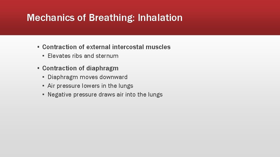 Mechanics of Breathing: Inhalation ▪ Contraction of external intercostal muscles ▪ Elevates ribs and