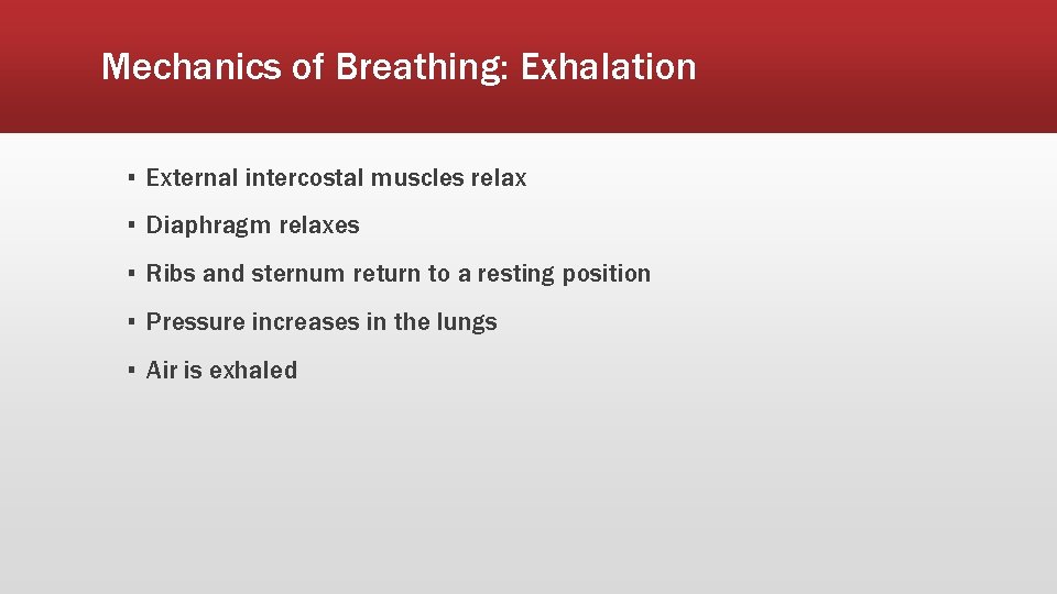 Mechanics of Breathing: Exhalation ▪ External intercostal muscles relax ▪ Diaphragm relaxes ▪ Ribs