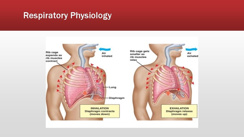 Respiratory Physiology 
