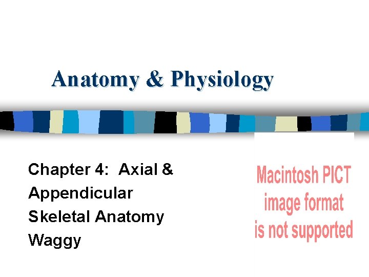Anatomy & Physiology Chapter 4: Axial & Appendicular Skeletal Anatomy Waggy 