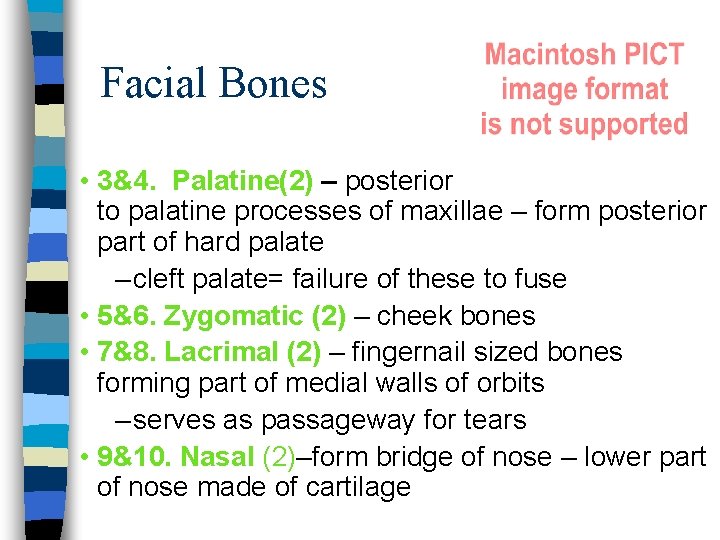 Facial Bones • 3&4. Palatine(2) – posterior to palatine processes of maxillae – form