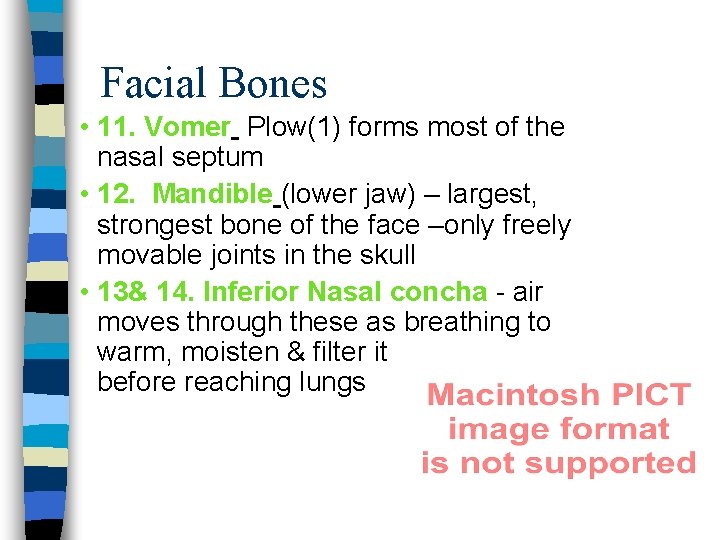 Facial Bones • 11. Vomer Plow(1) forms most of the nasal septum • 12.