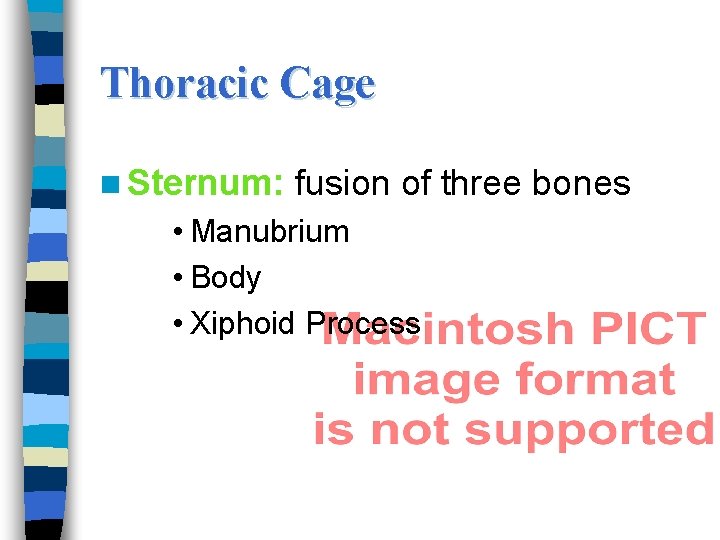 Thoracic Cage n Sternum: fusion of three bones • Manubrium • Body • Xiphoid