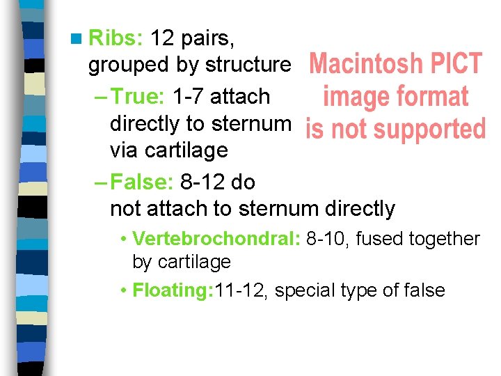 n Ribs: 12 pairs, grouped by structure – True: 1 -7 attach directly to