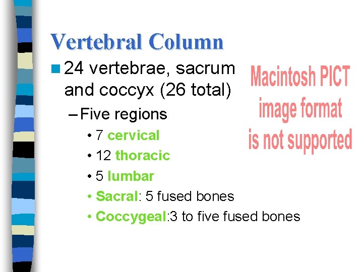 Vertebral Column n 24 vertebrae, sacrum and coccyx (26 total) – Five regions •