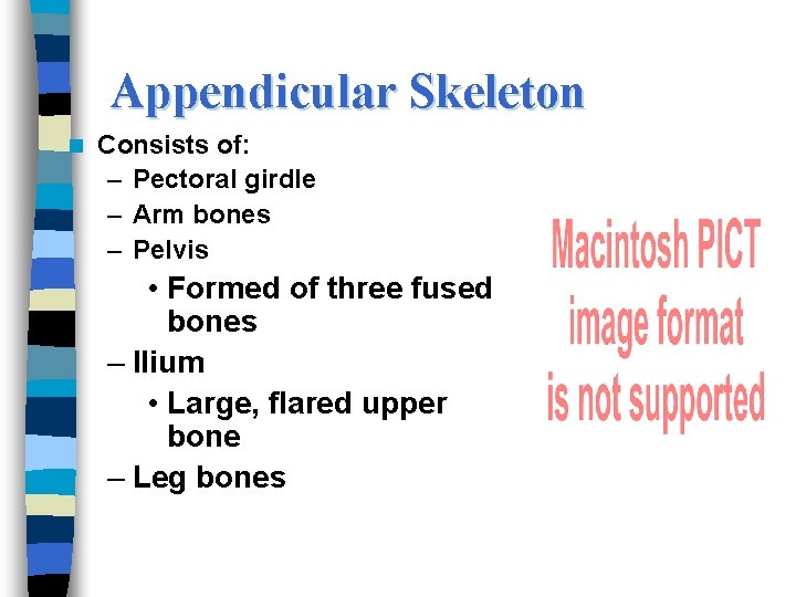 Appendicular Skeleton n Consists of: – Pectoral girdle – Arm bones – Pelvis •