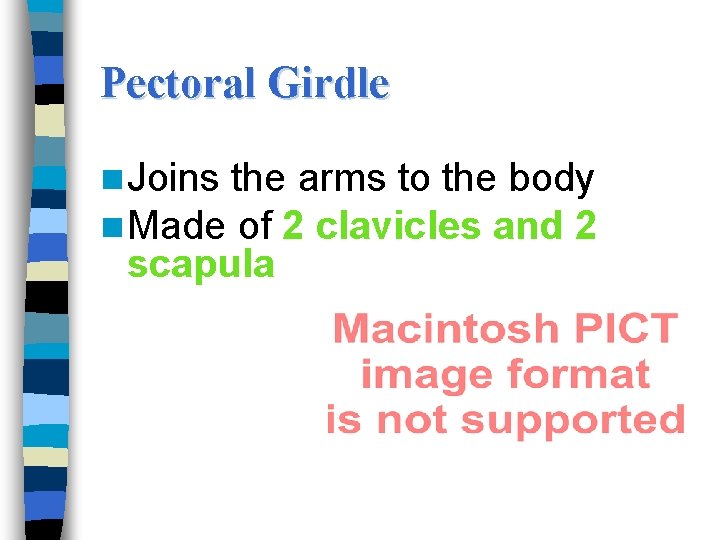 Pectoral Girdle n Joins the arms to the body n Made of 2 clavicles