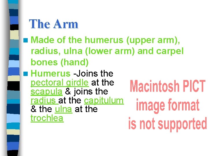 The Arm n Made of the humerus (upper arm), radius, ulna (lower arm) and