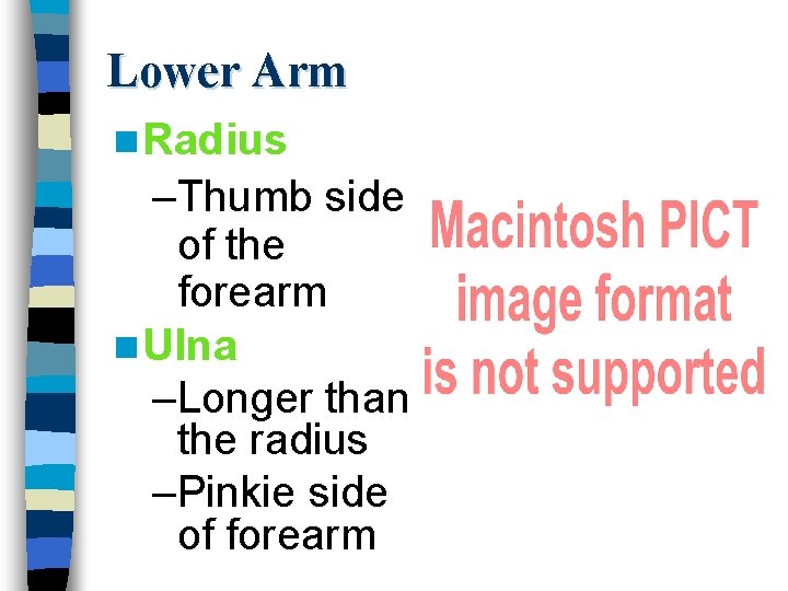 Lower Arm n Radius –Thumb side of the forearm n Ulna –Longer than the