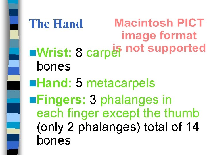 The Hand n. Wrist: 8 carpel bones n. Hand: 5 metacarpels n. Fingers: 3