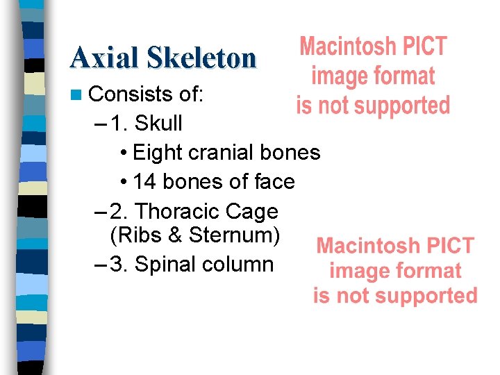 Axial Skeleton n Consists of: – 1. Skull • Eight cranial bones • 14