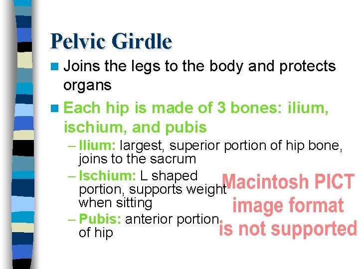 Pelvic Girdle n Joins the legs to the body and protects organs n Each