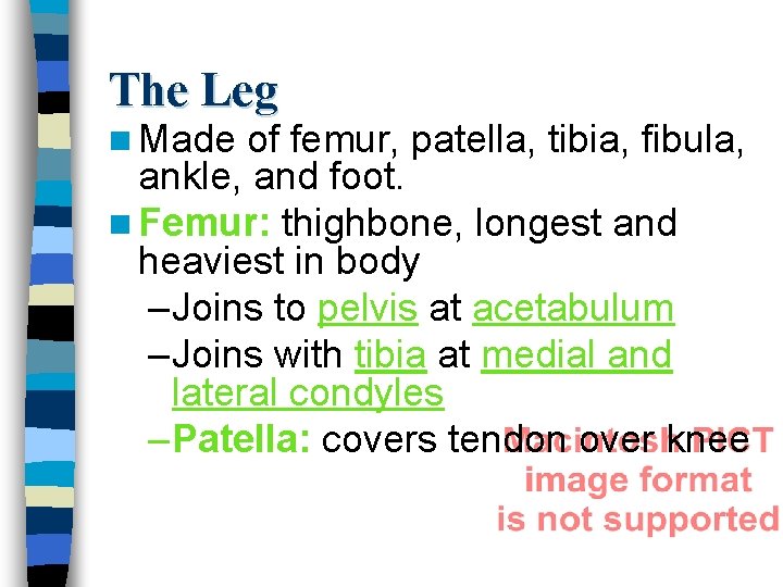 The Leg n Made of femur, patella, tibia, fibula, ankle, and foot. n Femur: