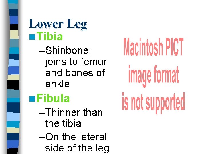 Lower Leg n Tibia – Shinbone; joins to femur and bones of ankle n