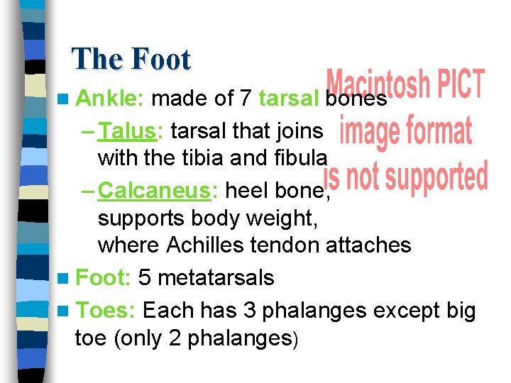 The Foot n Ankle: made of 7 tarsal bones – Talus: tarsal that joins