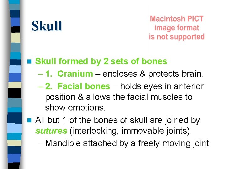 Skull formed by 2 sets of bones – 1. Cranium – encloses & protects