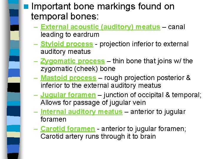 n Important bone markings found on temporal bones: – External acoustic (auditory) meatus –