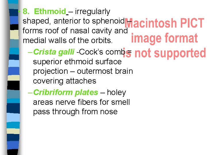  • 8. Ethmoid – irregularly shaped, anterior to sphenoid – forms roof of