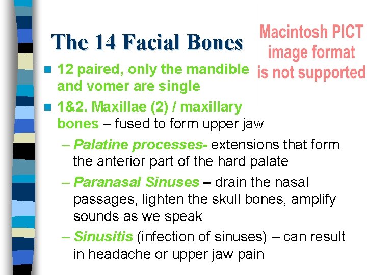 The 14 Facial Bones 12 paired, only the mandible and vomer are single n