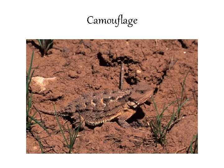 Camouflage 