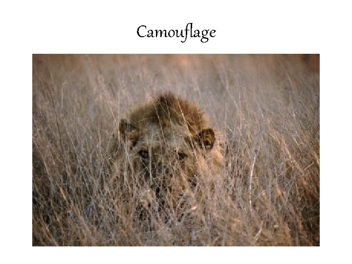 Camouflage 