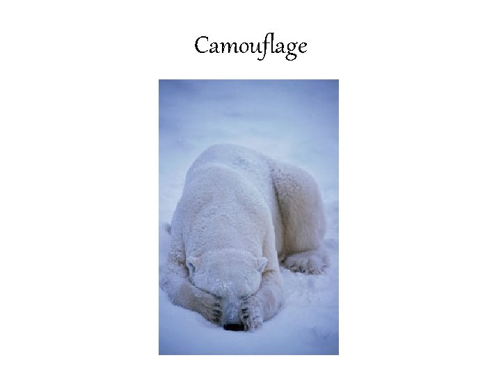 Camouflage 