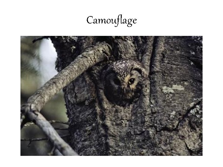 Camouflage 
