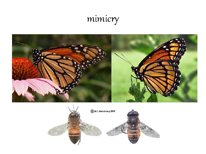 mimicry 
