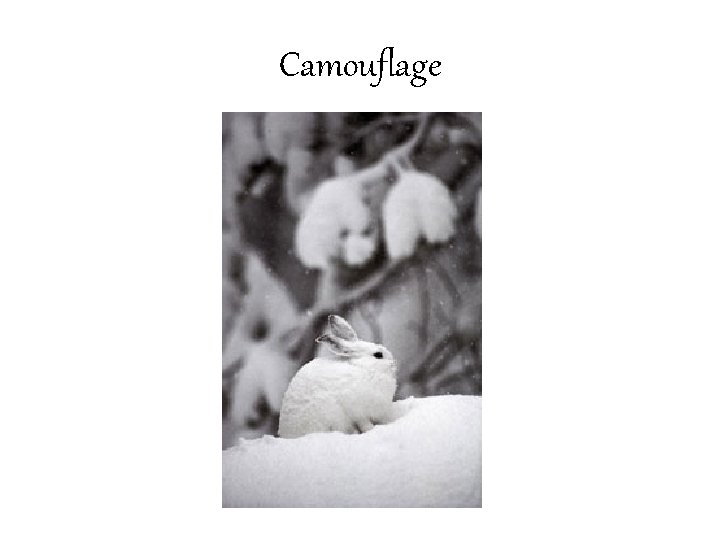 Camouflage 