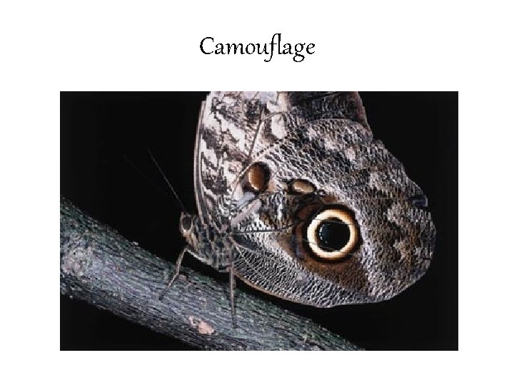 Camouflage 
